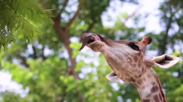 Крупним планом жирафа з деревами на задньому плані — стокове відео