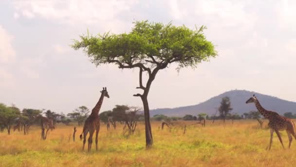 Стадо жирафов идет по сухой траве — стоковое видео