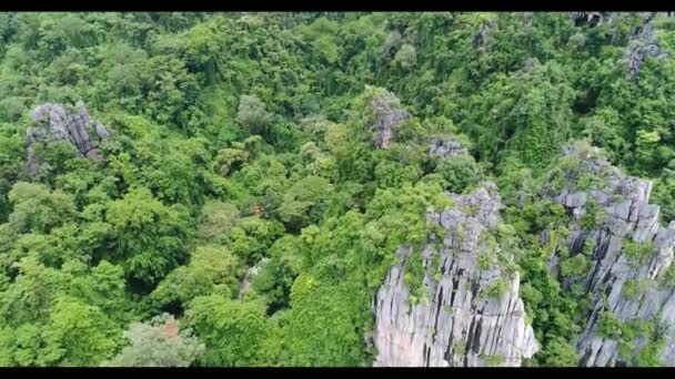 Un primo piano di una lussureggiante foresta verde — Video Stock