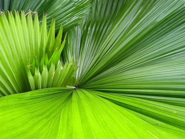 Texture backgraund Un palmier — Photo