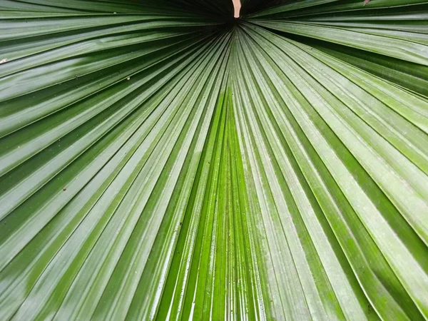 Texture backgraund Un palmier — Photo
