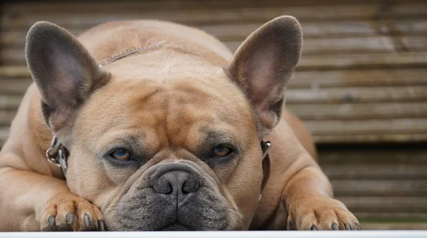 Fransız bulldog yalanları, yakın plan fotoğraf — Stok fotoğraf