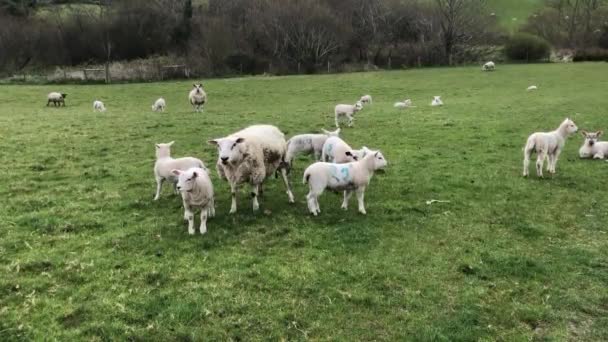 Grupa owiec stojących na szczycie pola pokrytego trawą — Wideo stockowe