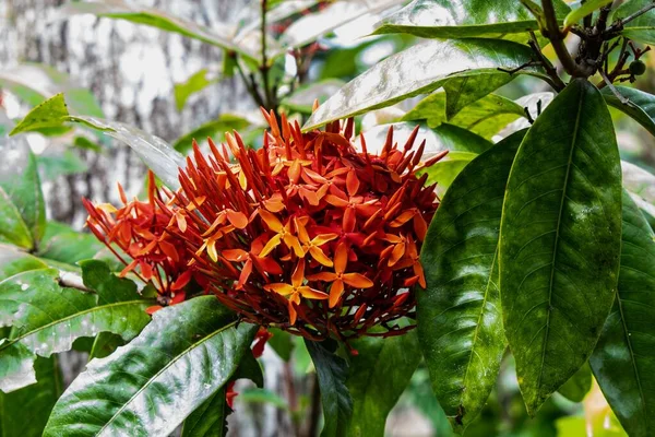 Um close de uma planta verde Ixora — Fotografia de Stock