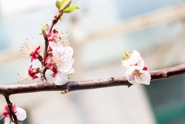 A close-up of the flowering branch of the apricot — Stock Photo, Image