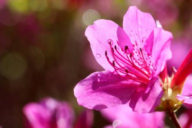 Azalea Çiçeği Pembe Yapraklar Çiçek Açtı