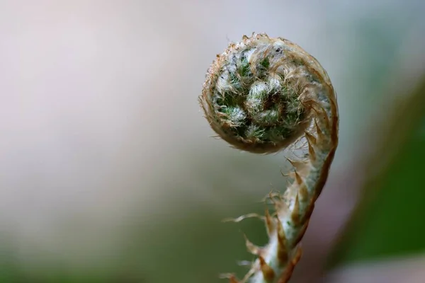 Genç eğreltiotu bitkisi keman kafa