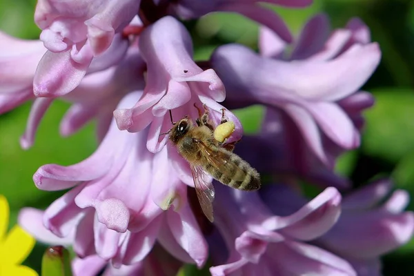 Bee in summer on a flower collects pollen — Stock Photo, Image