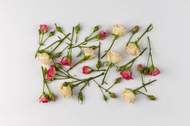 Beyaz arkaplanda gül tomurcukları