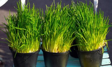 Yeşil Soğan Bitkileri Mutfak Bitkisi Tencereleri