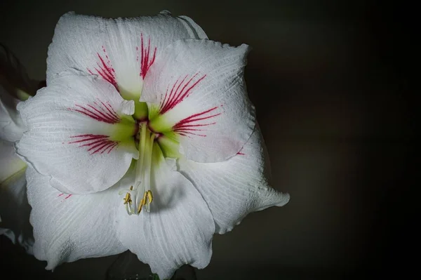 Ένα κοντινό πλάνο ενός λουλουδιού Hippeastrum — Φωτογραφία Αρχείου