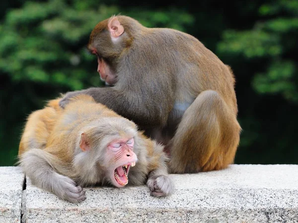 Een aap met zijn mond open — Stockfoto
