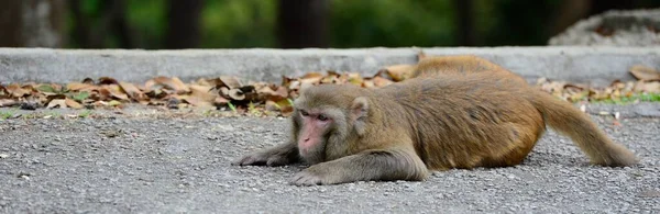 Um macaco que está deitado no chão — Fotografia de Stock