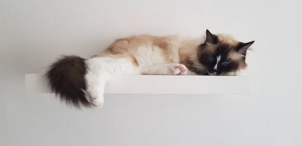 Un gato que se acuesta y mira a la cámara — Foto de Stock