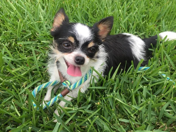 A dog Chihuahua lying on green grass — Stock Photo, Image