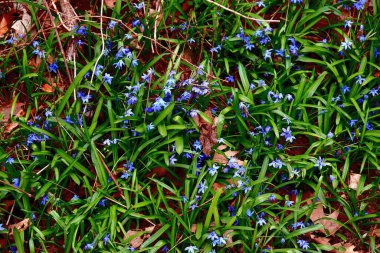 Çiçek bahçesine yakın çekim