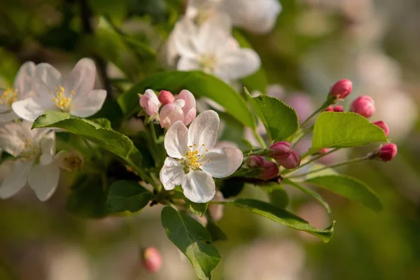 Fleurs de pomme, printemps, fraîcheur, récolte — Photo