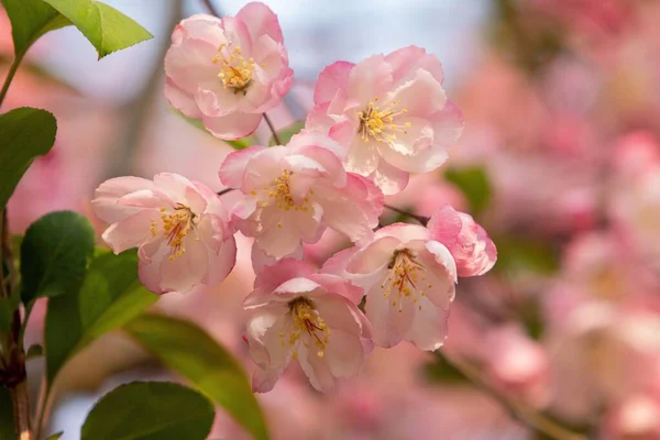 Flores de maçã, primavera, frescura, colheita — Fotografia de Stock