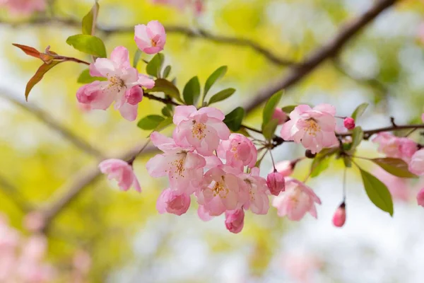 Apple blossoms, spring, freshness, harvest — Stock Photo, Image