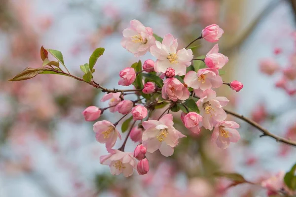 사과 꽃, 봄, 신선 함, 수확 — 스톡 사진