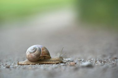 Salyangoz yerde sürünüyor. Yakından.