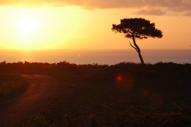 Gün batımına karşı bir ağacın silueti