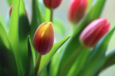 Bir bitki lalesinin yakın çekimi.