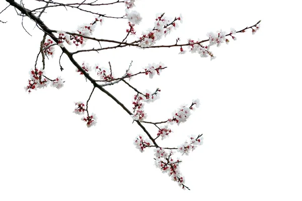 Fleurs de cerisier, tendresse, fleurs sur une branche — Photo