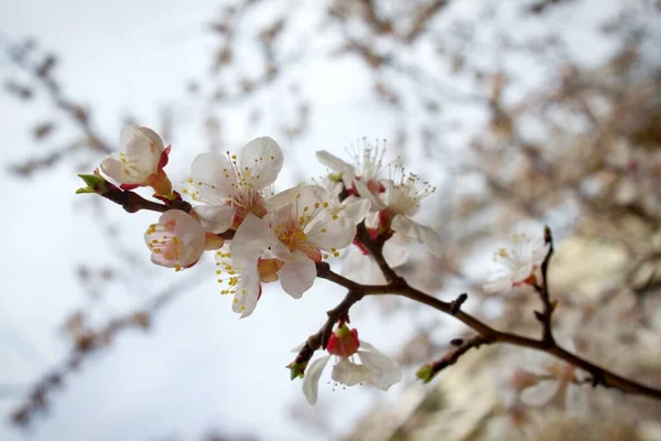 Cherry blossoms, tenderness, flowers on a branch — Stock Photo, Image