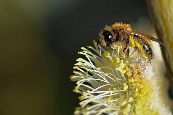 A close up of a flower and bee — Stock Photo, Image