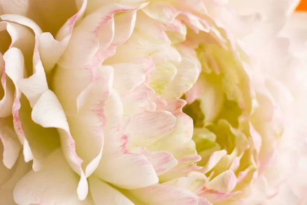 Calla Lily Flower close-up Pozadí jednoho květinového záběru ve studiu - Elegance koncept Royalty Free Stock Obrázky