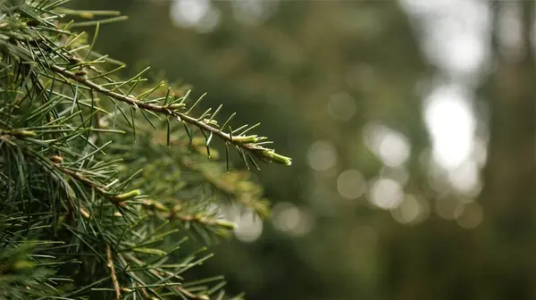 A close up of a tree — Stock Photo, Image