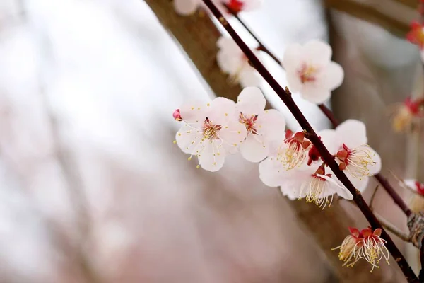 Cherry blossoms, tenderness, flowers on a branch — Stock Photo, Image