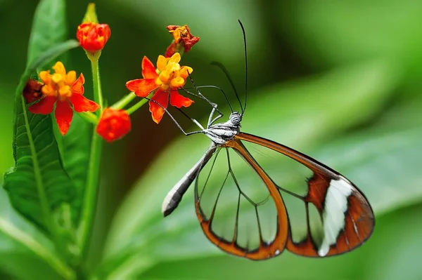 Borboleta senta-se em uma flor coletando pólen close-up — Fotografia de Stock