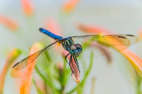 The dragonfly sits close-up on a flower against a light background