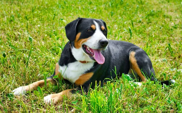 Un perro Entlebucher zennenhund acostado sobre un campo cubierto de hierba —  Fotos de Stock