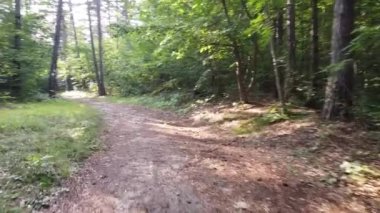 Ormanda kirli bir patika.