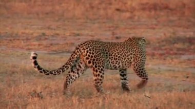 Otların arasında bir leopar