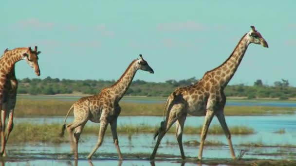 Un grupo de jirafas de pie junto a un cuerpo de agua — Vídeos de Stock