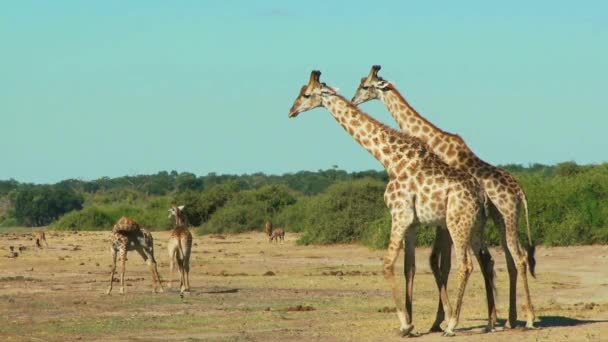 Um grupo de girafa em pé em cima de um campo coberto de grama — Vídeo de Stock