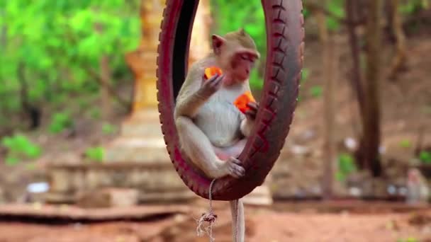 Monkey eats fruit — Stock Video