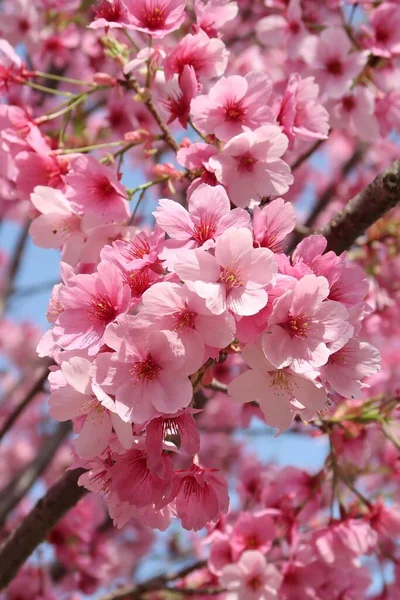 A close up of a pink flower on a plant — Stock Photo, Image