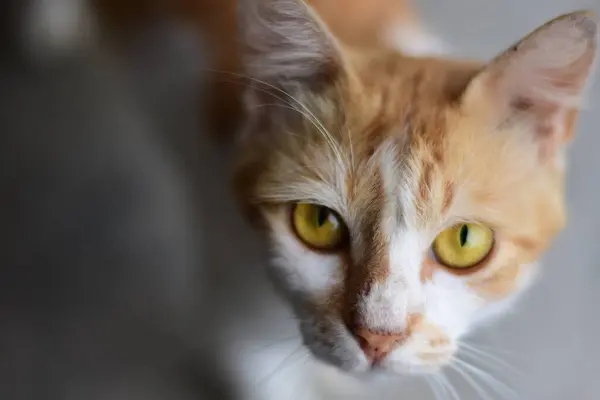 Крупный план кота, смотрящего в камеру — стоковое фото