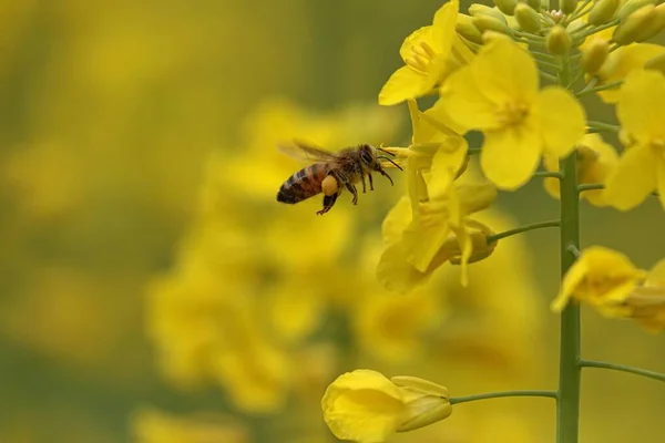 A close up of a flower and bee — Stock Photo, Image