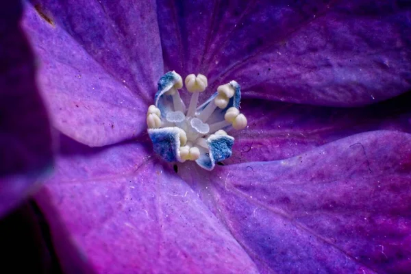 Крупный план фиолетового цветка Стоковая Картинка