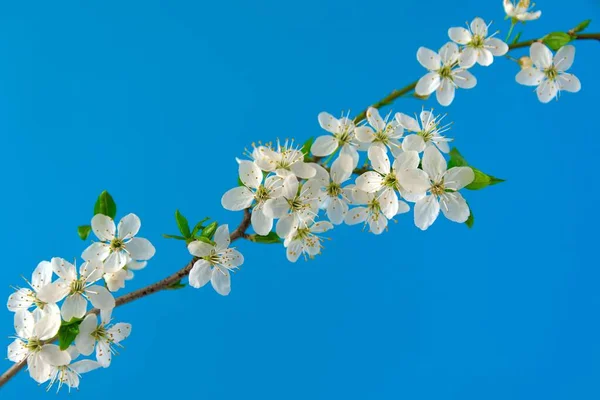 Een voorgrond van een bloem Kersenbloesems — Stockfoto