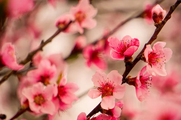 Um fim de uma flor Flores de cereja — Fotografia de Stock