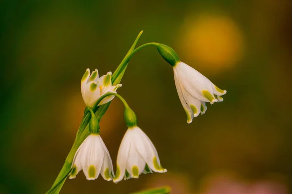 Fresh snowdrop zbliżenie na tle zielonej trawy — Zdjęcie stockowe