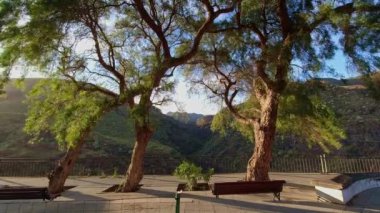 Ağacın önünde bir bank