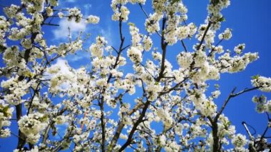 Ağaçta bir grup mor çiçek